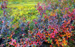Herfstkleuren. Over vier weken is het hier winter.